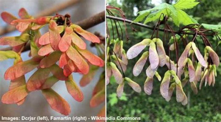 What type of maple tree has helicopters