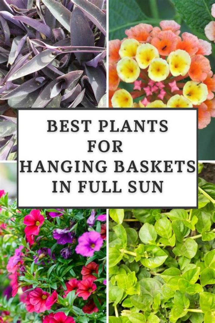 What type of plants are best for hanging baskets