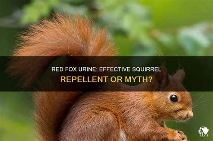 What urine repels squirrels