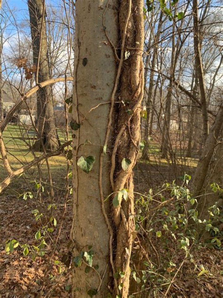 What vines choke out trees