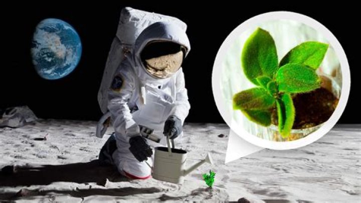 What was grown on the moon