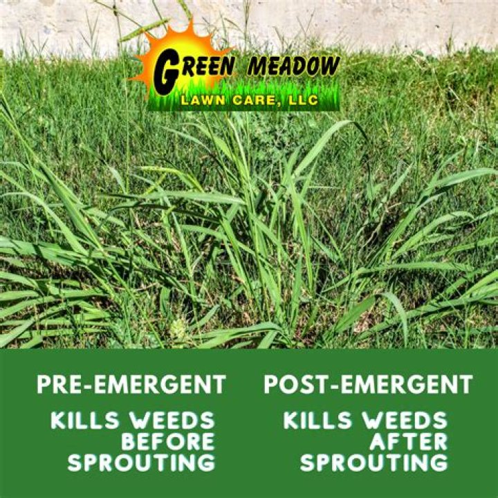 What weeds does pre emergent kill