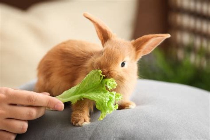 What will eat baby rabbits