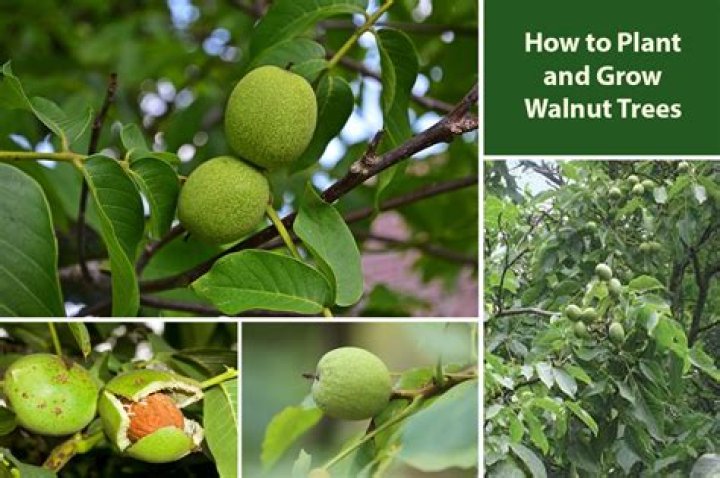 What will grow around walnut trees