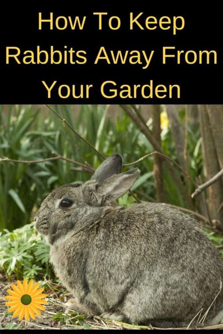 What will keep rabbits away