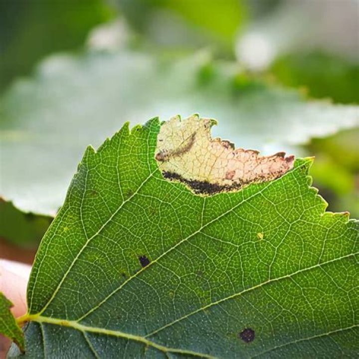 What will kill leaf miners