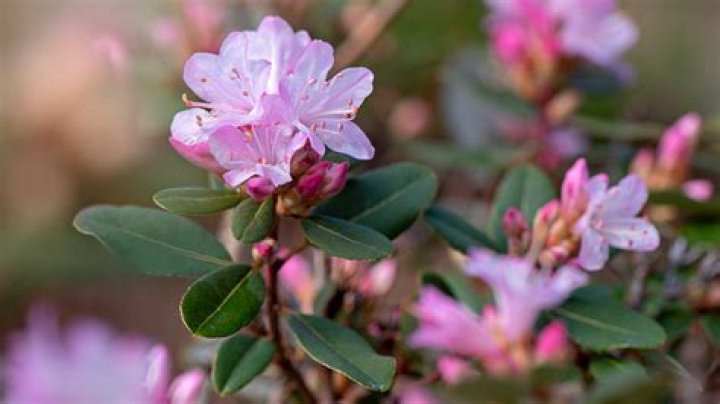 What will kill rhododendron
