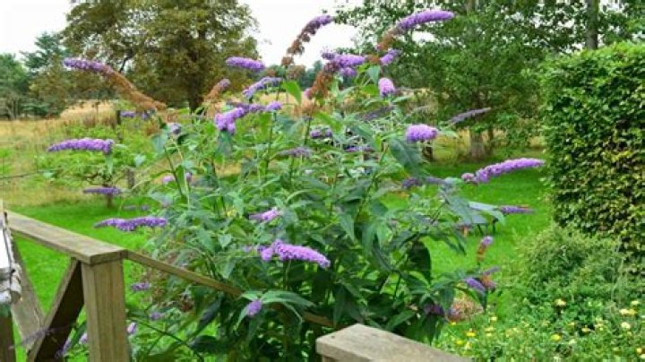 What zone is butterfly bush