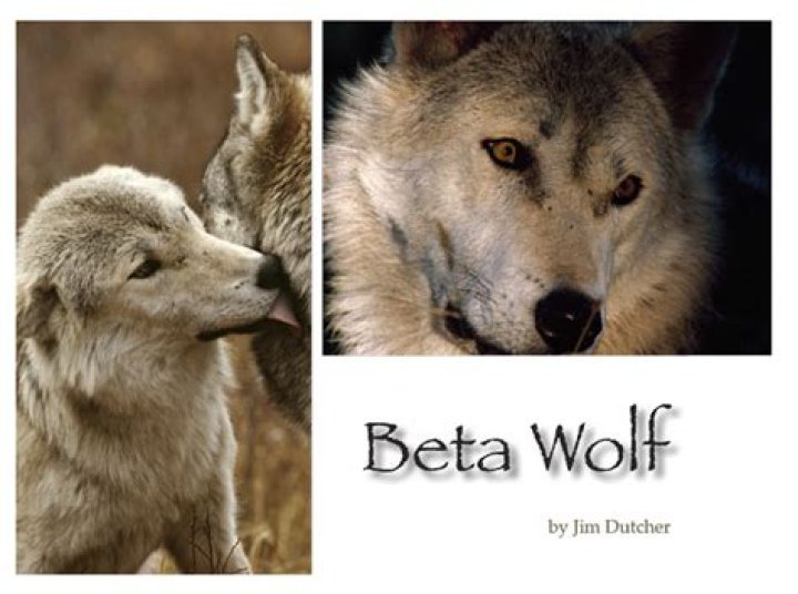 Whats a beta in a wolf pack