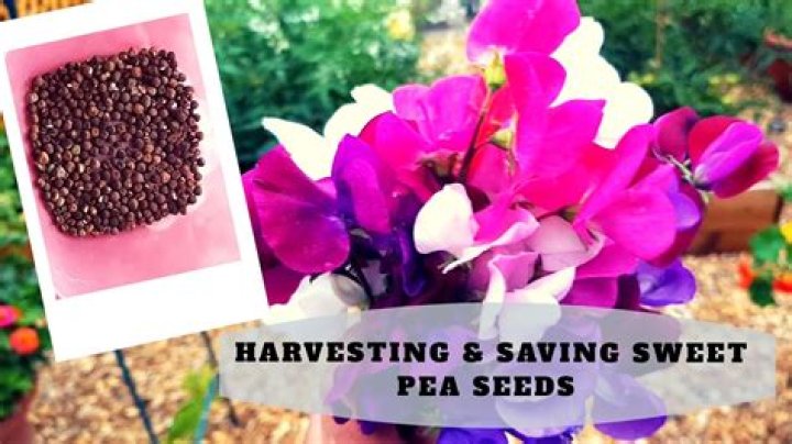 Whats eating my sweet peas