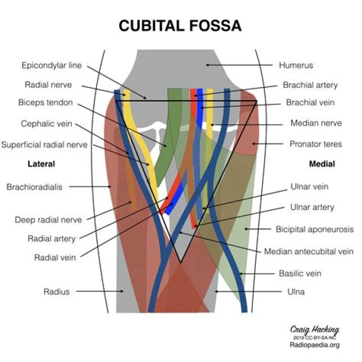 Whats in the cubital fossa