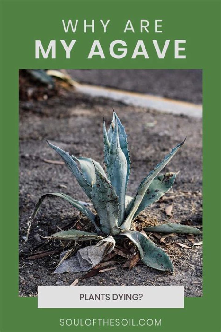 Whats killing my agave