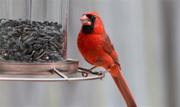 Whats the best bird feeder for cardinals