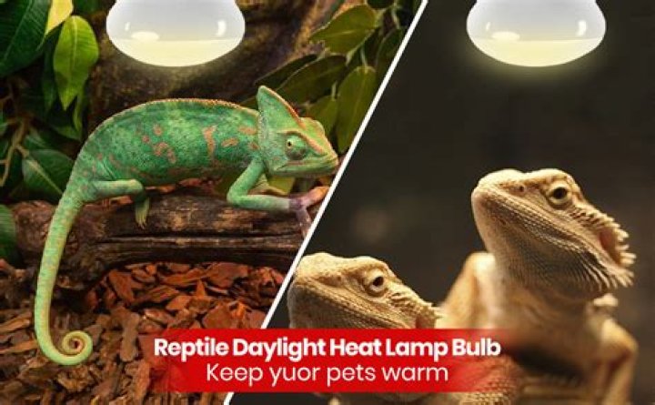 Whats the difference between a basking light and a heat light