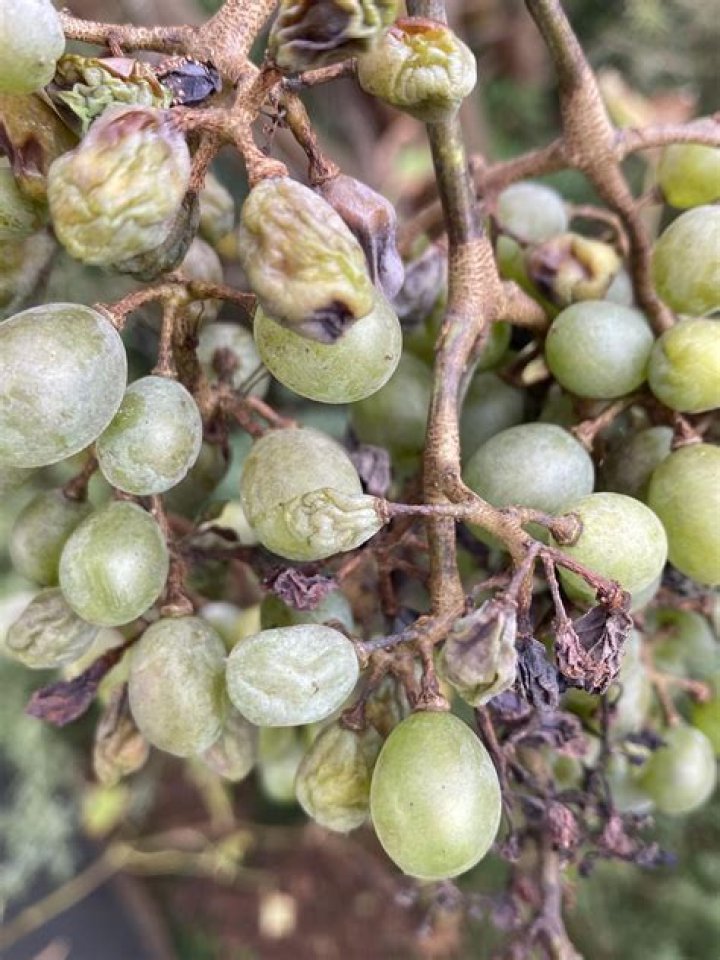 Whats wrong with my grapes