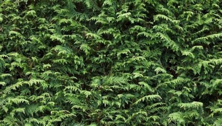 When can I cut leylandii hedge
