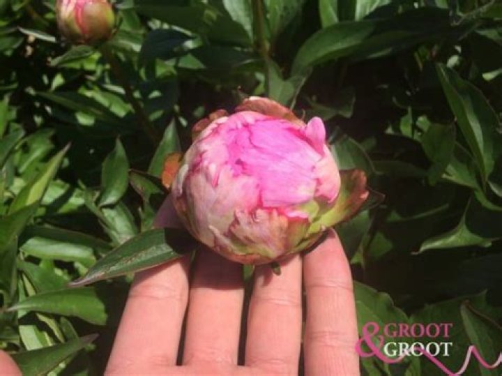 When can I move a peony UK