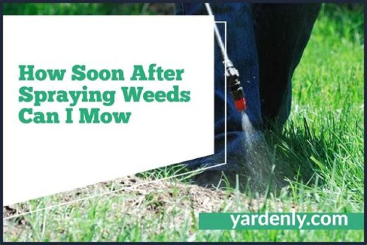 When can I mow after applying fungicide