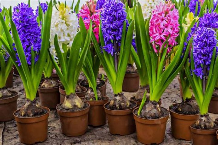 When can I plant hyacinth bulbs