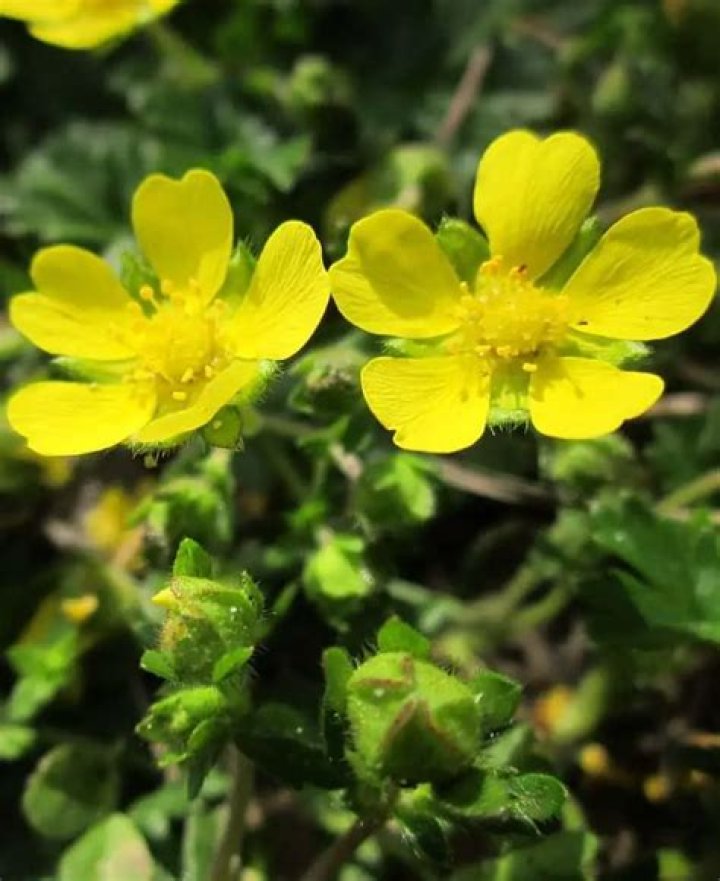 When can I plant potentilla