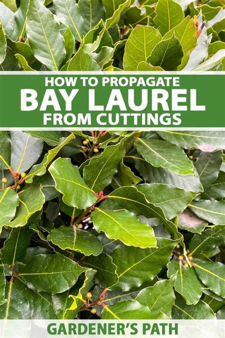 When can I propagate Laurel