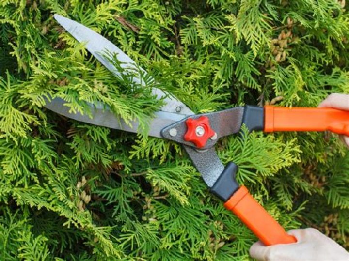 When can I prune evergreens