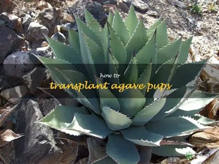 When can I transplant agave