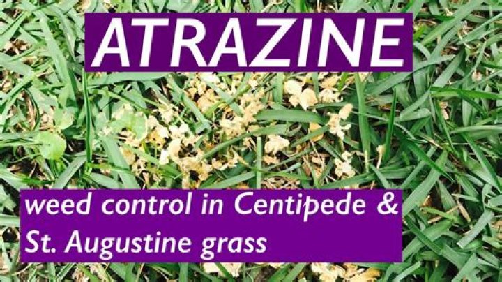 When can you apply atrazine