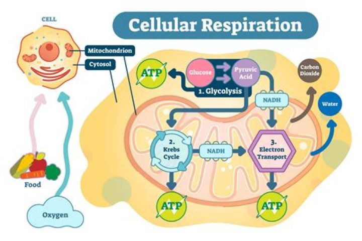 When looking at the process of cellular respiration What are the reactants and products of cellular respiration