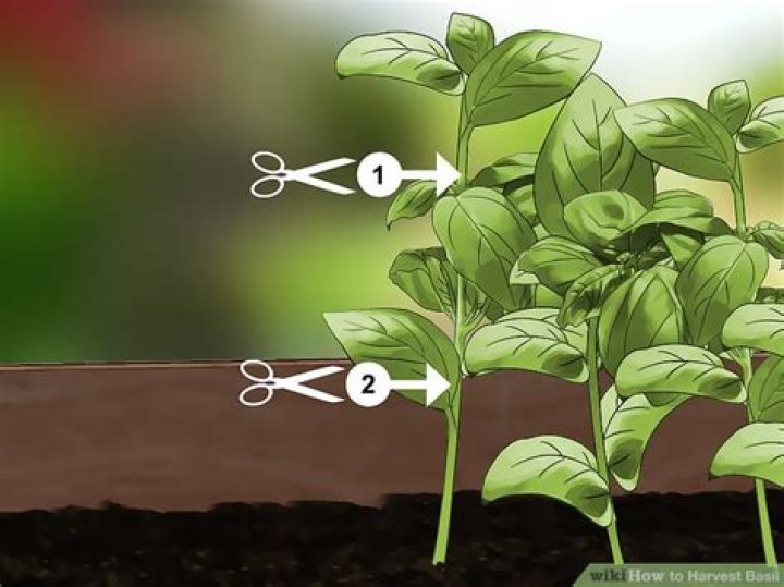When should Basil be picked