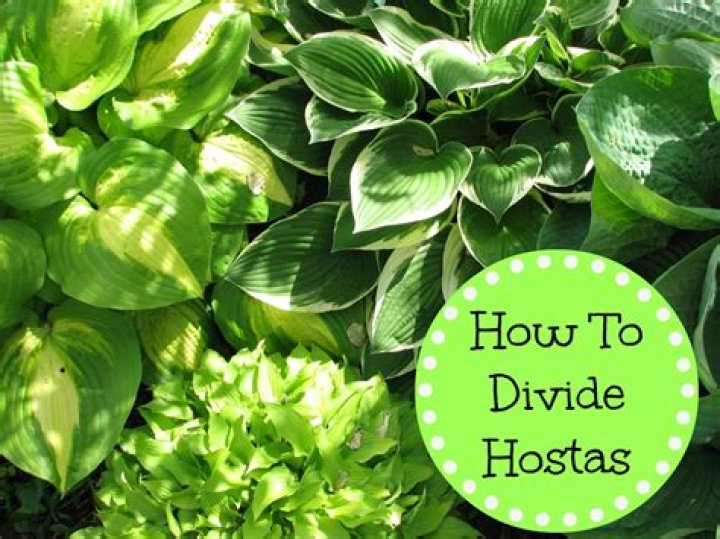 When should hostas be split