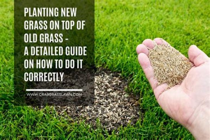 When should I apply grass seed