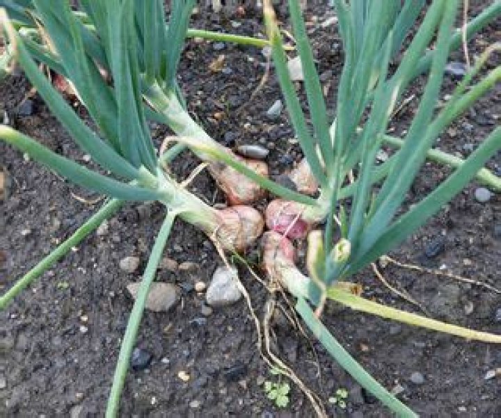 When should I lift shallots