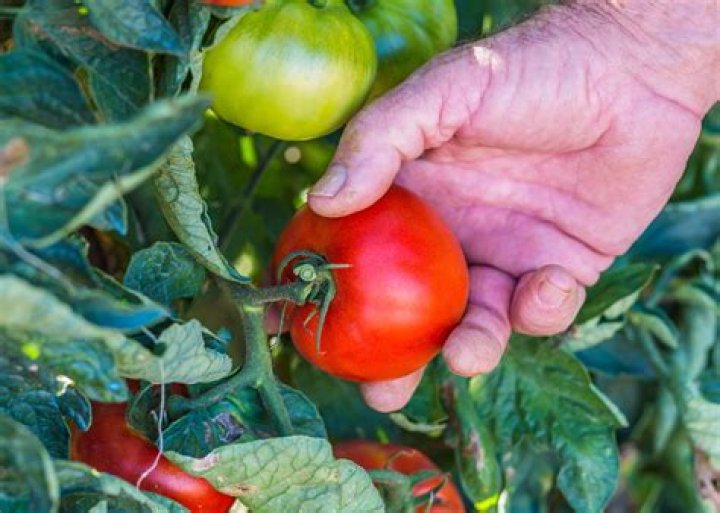 When should I pick my bush pickles