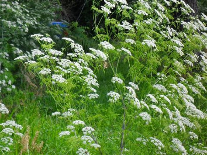 When should I plant Angelica