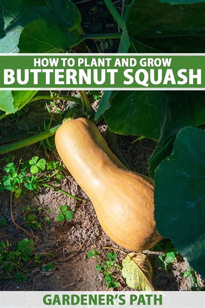 When should I plant butternut squash