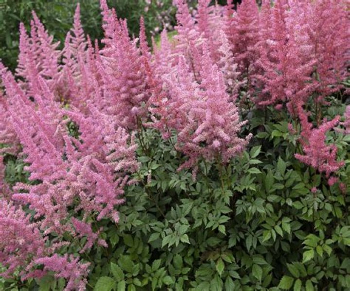 When should I prune Astilbe