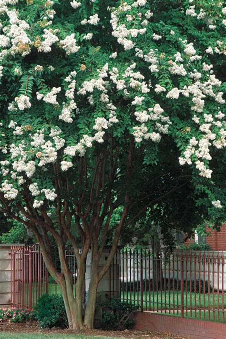 When should I prune myrtles