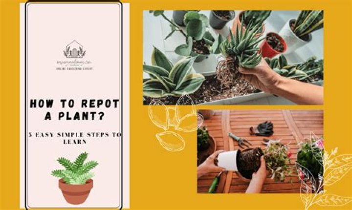 When should I repot aeonium