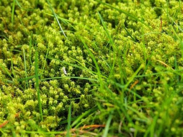 When should I treat my lawn
