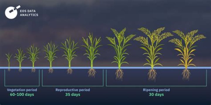 When Should Rice be planted