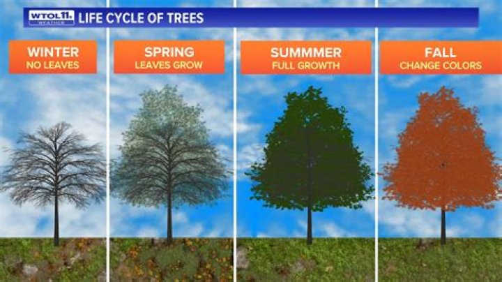 When should the leaves change