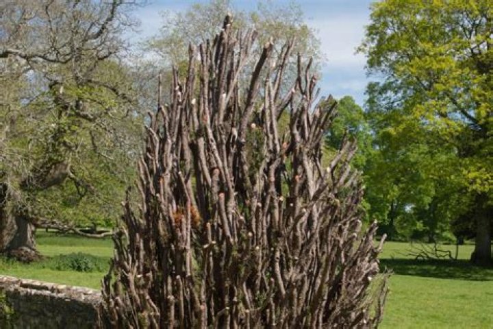 When should yews be pruned