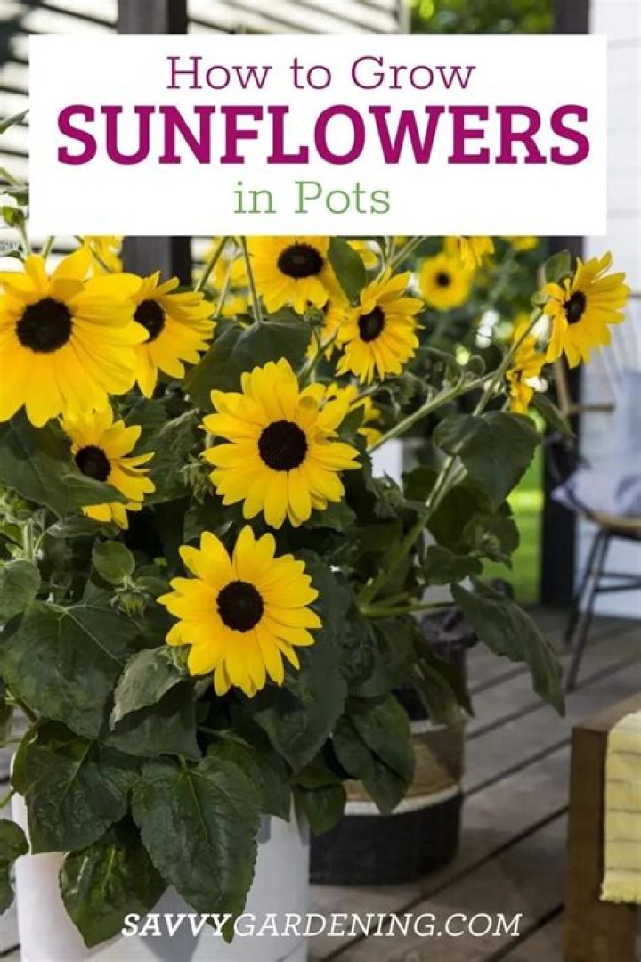 When should you plant sunflowers