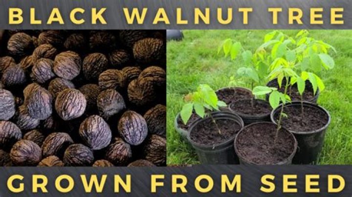When should you prune black walnut trees