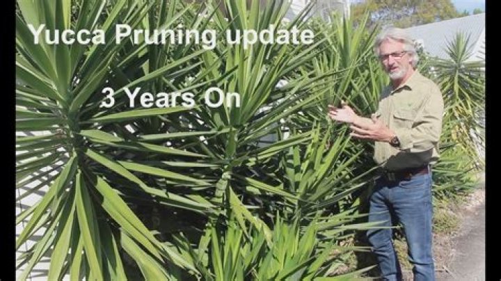 When should Yucca be pruned