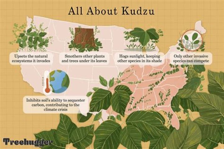 When was kudzu introduced to the South and why