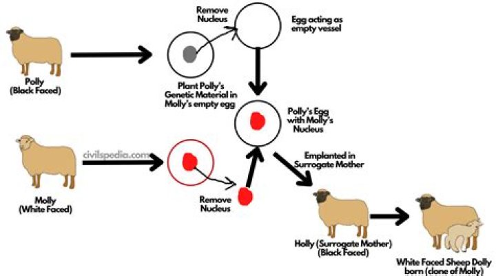 When was Molly the sheep cloned