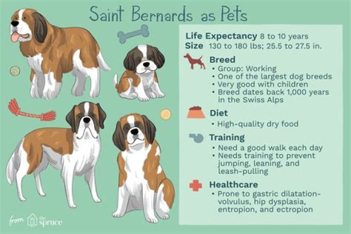When was Saint Bernard born