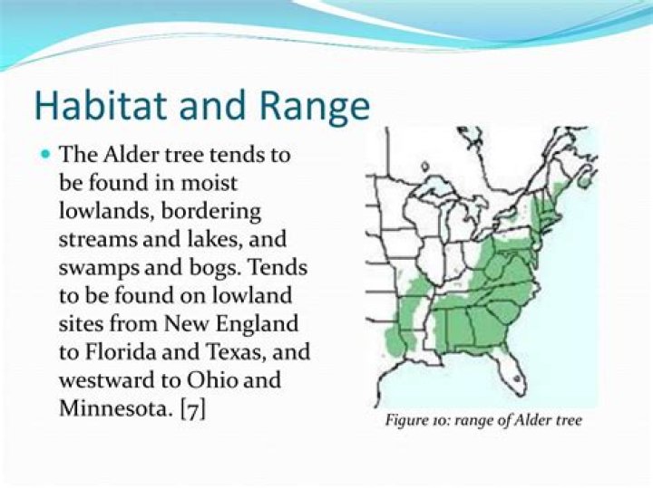 Where are alder trees found